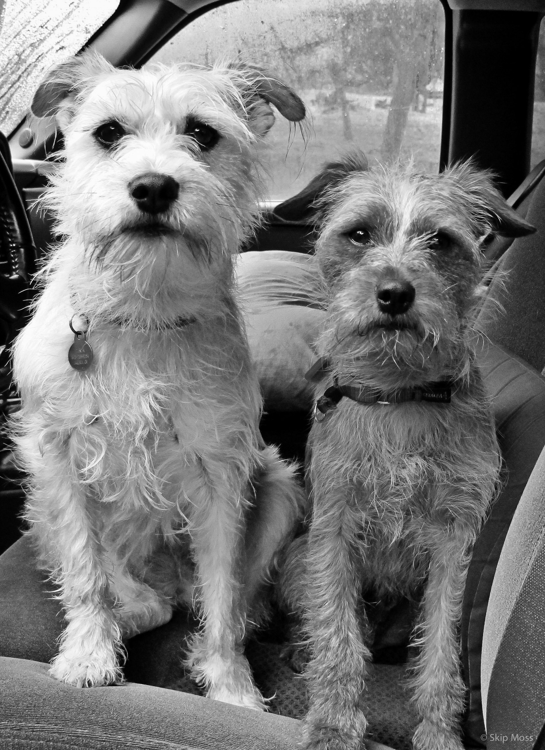 scruffy-dogs-skip-moss-photography-scruffydogstudio