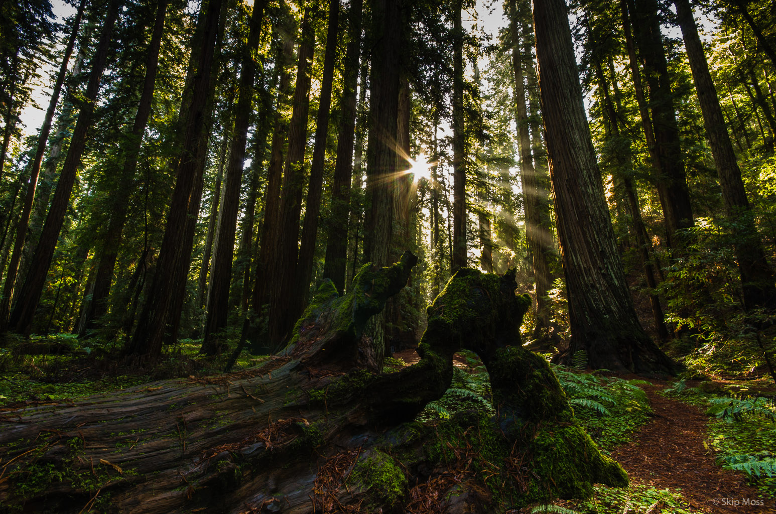 Old Growth Redwoods - skip moss photography - scruffydogstudio